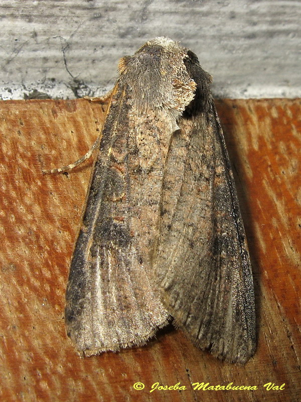 Noctuidae da id. - Cfr. Peridroma saucia